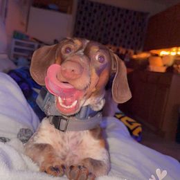 Dachshund Puppies from SouthernMama Doxies