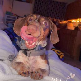 Dachshund Puppies from SouthernMama Doxies
