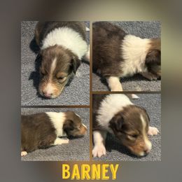 Barney - Sable and white male Shetland Sheepdog puppy in Pensacola, Florida from Nancy Barger's Siberian Huskies