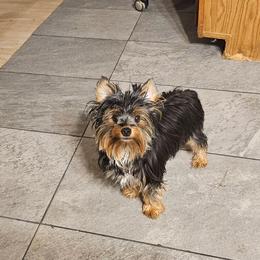 Tinkerbell - Yorkshire Terrier