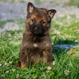 Sable girl - Sable female German Shepherd puppy in Clarkrange, Tennessee from Vom Wolff