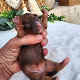 Anastasia - Red sable female Havapoo puppy in Dothan, Alabama from Farquharson's Poodles&Doodles