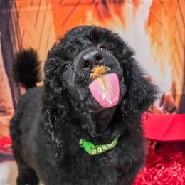 Mosey - Green Collar - Black male Poodle puppy in Springfield, Oregon from Valaurah Farms