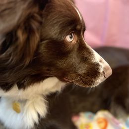 Australian Shepherd All Grown Up from Aussie Angels