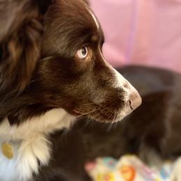 Australian Shepherd All Grown Up from Aussie Angels