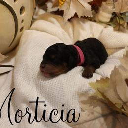 Morticia - Black female Bernedoodle puppy in Helper, Utah from Doodle Love Utah