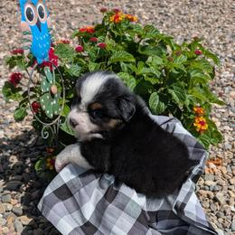 Australian Shepherd Puppies from TANDEM Aussies