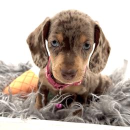 Dachshund, French Bulldog, and Pomeranian Puppies from AZ Royal Doxies llc