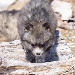 Pomsky Puppies from New World Pomskies