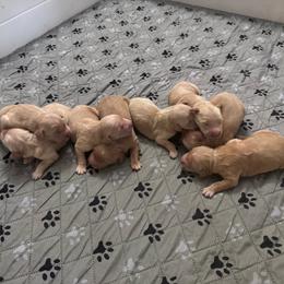 Girl 3 Pick - Golden female Golden Retriever puppy in Piedmont, South Carolina from The Farm at Saluda Ridge