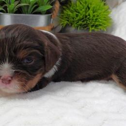 Coco - Chocolate male Cavalier King Charles Spaniel puppy in Yuciapa, California from AlltheDoodlez_
