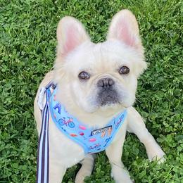 Loki - French Bulldog