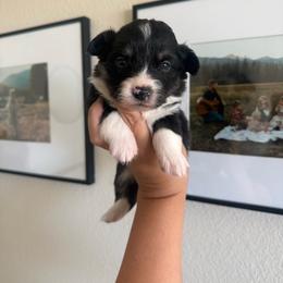 Crayon - Black and tan male Pembroke Welsh Corgi puppy in Red Bluff, California from Wilder Ranch Corgis