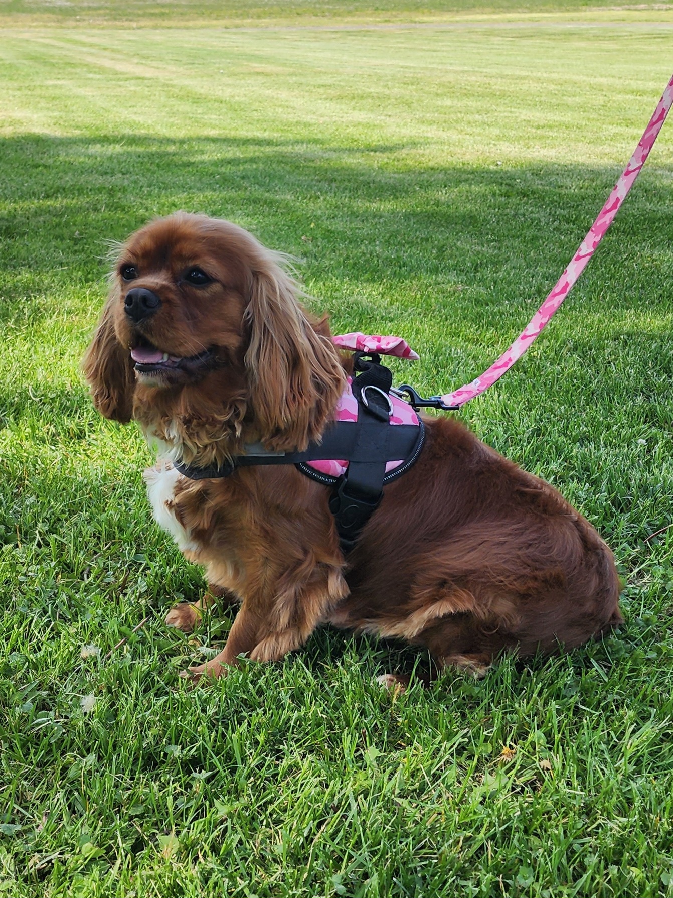 Freya - Cavalier King Charles Spaniel