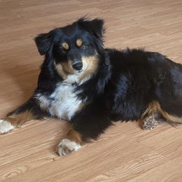 Aussiedoodles, Miniature Australian Shepherds, and Poodles from Three Sisters Kennel