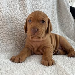 Vizsla Puppies from Valor Vizsla's