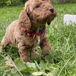 Cockapoo and Rottweiler Puppies from RJ Rotts - Beachy Family Cockapoos