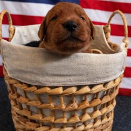 Boy 2 - Dark golden male Golden Retriever puppy in Angier, North Carolina from Howard's Retrievers