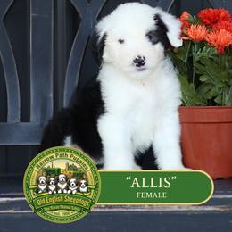 Allis - Gray and white female Old English Sheepdog puppy in Cleveland, Tennessee from Narrow Path Old English & Sheepadoodles