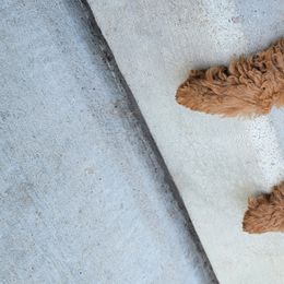 Goldendoodles and Poodles from Tender Little Paws