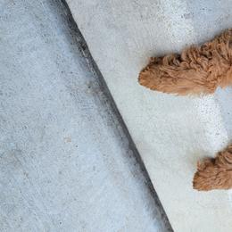 Goldendoodles and Poodles from Tender Little Paws