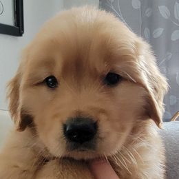 Golden Retrievers from Davis's Golden Retrievers