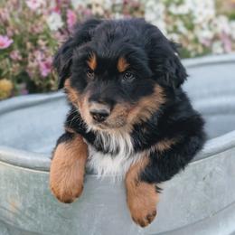 Green - Black tri-color male Australian Shepherd puppy in Yakima, Washington from Naches Heights Ranch