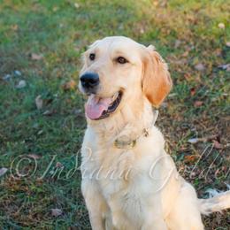 Nala - Golden Retriever