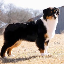 Australian Shepherds, Miniature American Shepherds, and Miniature Australian Shepherds from Diamond H Aussies
