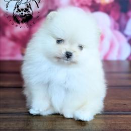 Ivory MICRO POM - Cream female Pomeranian puppy in Fultonville, New York from Sandy Aussies & Pomeranians