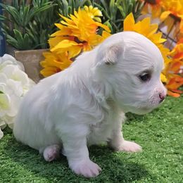 Maeve - White female Maltese puppy in Aurora, Missouri from KnJ Precious Paws LLC