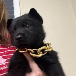 Rampage - Black male German Shepherd puppy in Crossville, Tennessee from Raising the Bar German Shepherds