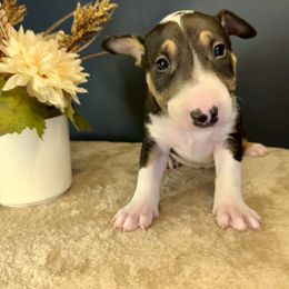 Zing - Black tan and white male Bull Terrier puppy in Sprauge, Washington from Mark My Words Bull Terriers