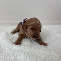 Pink collar - Red  female Goldendoodle puppy in Surprise, Arizona from AZ Ohana Doodles