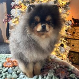 Pomeranian puppies from Touch Of Clouds Poms