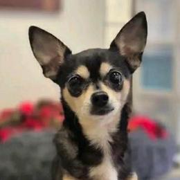GOGFS Sweetie - Chihuahua