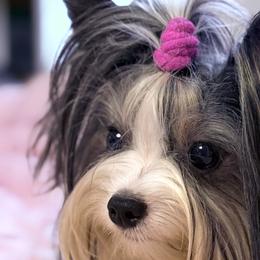 Biewer Terriers and Poodles from Alpha Tiny Paws