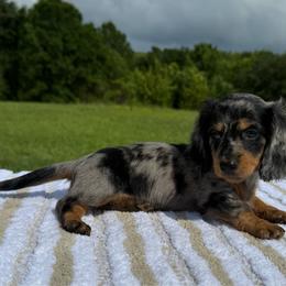 Chase - Dapple male Dachshund puppy in Defuniak Springs, Florida from Anastasia Knight's Cocker Spaniels