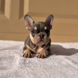 Pink - Tricolors female French Bulldog puppy in Avondale, Arizona from BigDiamondFrenchies