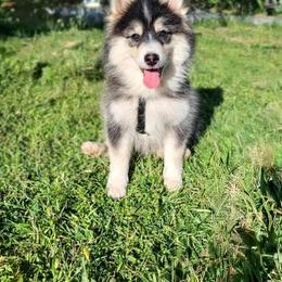 Pomsky Puppies from Nebula Ranch Pomskies