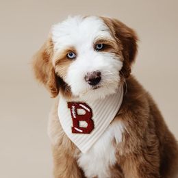 Bernedoodles and Goldendoodles from Brewing Doodles