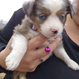 Toy Australian Shepherd Puppies from Badland's Toy Aussies