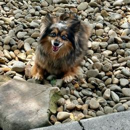 Dallie - Pomeranian