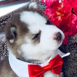 Rusty - Red and white male Siberian Husky puppy in Atlanta, Georgia from Lobban Huskies