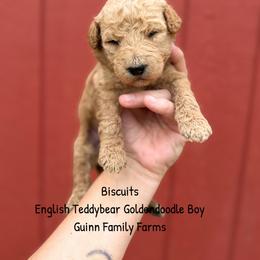 Biscuits English Teddybear - Apricot male Goldendoodle puppy in Grove, Oklahoma from Guinn Family Farms