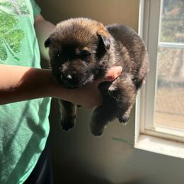 Pancake - Sable male German Shepherd puppy in Ashland, Alabama from CzechDDR