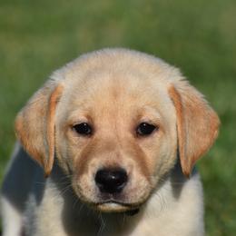 French Bulldog, Golden Retriever, and Labrador Retriever Puppies from Trigger Time Kennels