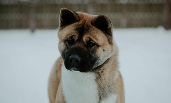 An adult Akita stands in the snow