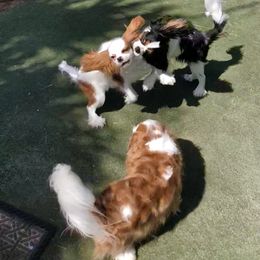 Black Russian Terrier and Cavalier King Charles Spaniel Puppies from Ocean Gem & Guardian Bears