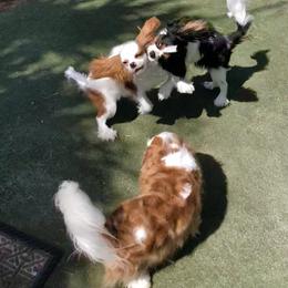 Black Russian Terrier and Cavalier King Charles Spaniel Puppies from Ocean Gem & Guardian Bears
